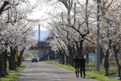 桜並木と男女