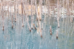 美瑛の青池１