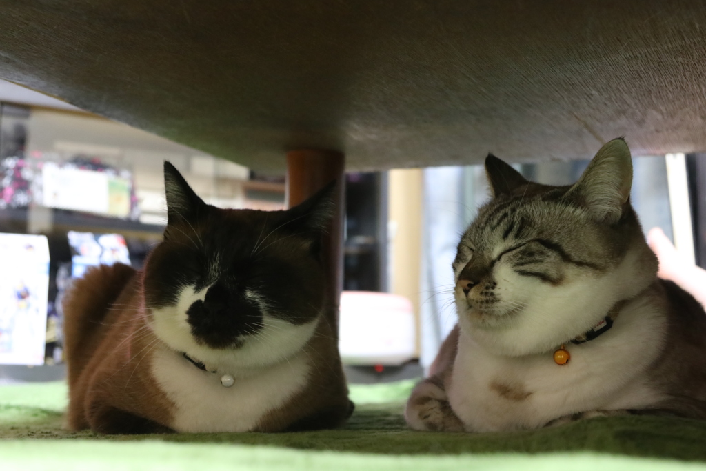 隠れ蓑