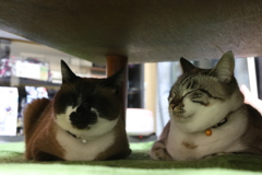 隠れ蓑