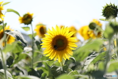 真夏の花