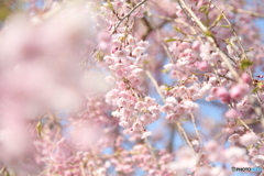 優駿桜