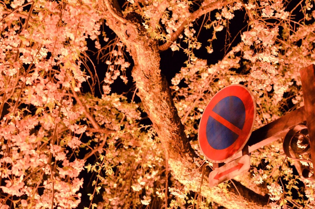 秋田 角館 桜