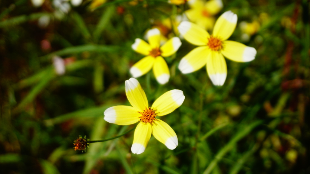 君たちはコスモスかい？