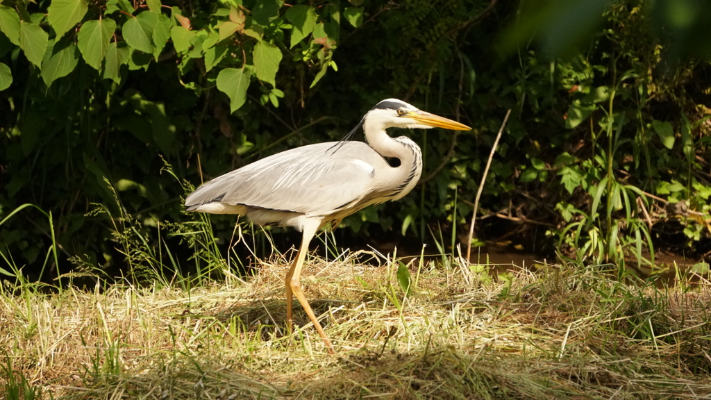 キレイなS字カーブ
