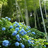 明月院