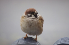 もふもふ