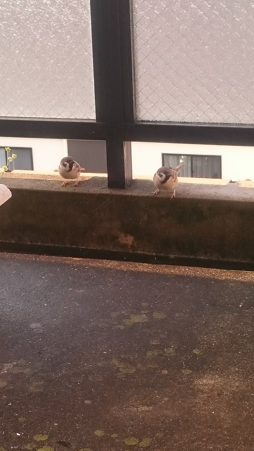 オジャマします