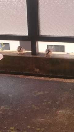 オジャマします