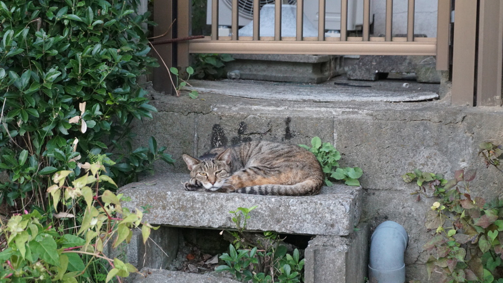 つまんニャイ