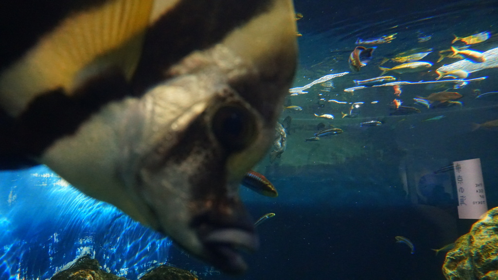 わたしも撮ってー！