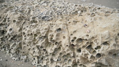 穴と貝