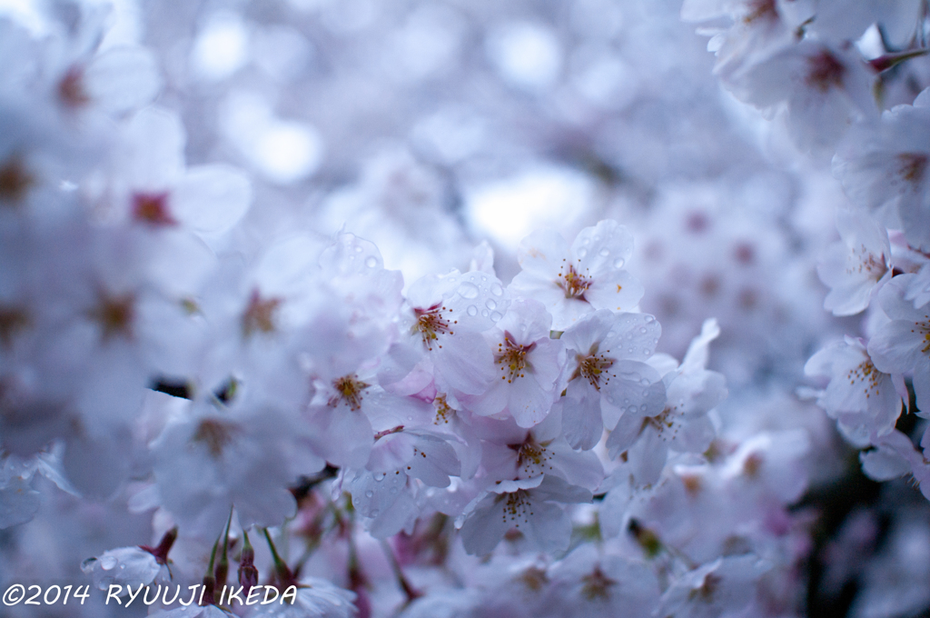 艶やかな桜