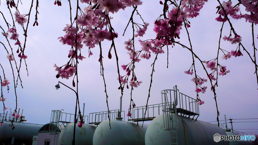 ガスボンベと枝垂れ桜