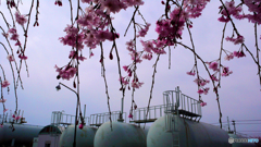 ガスボンベと枝垂れ桜