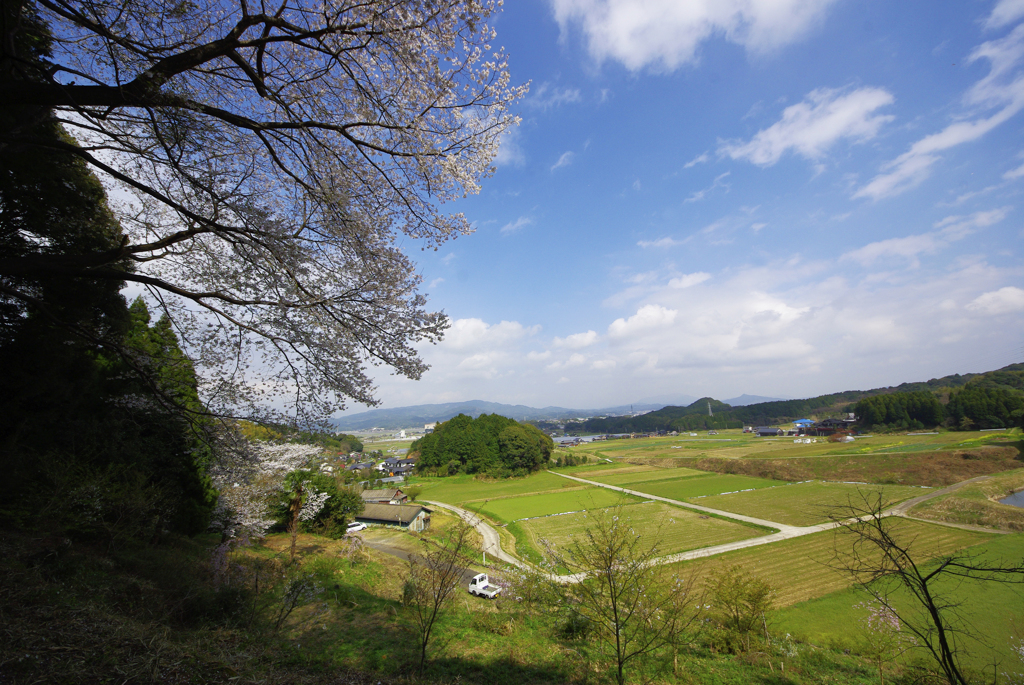 さくら咲いたよ～～～～～～～～～