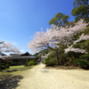 清々しい～桜～