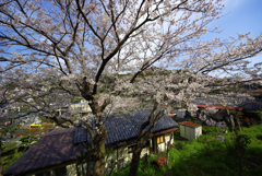 この桜はもう～無い