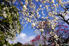 皆仲良く
