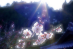 光キュピーン！！～UME～