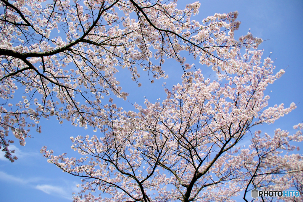 俺の方が枝は長いぜ～