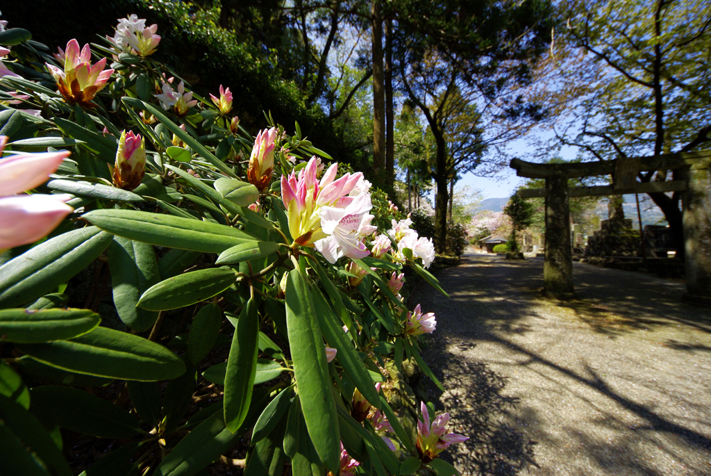 鳥居の憩い