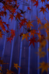 トタンと紅葉