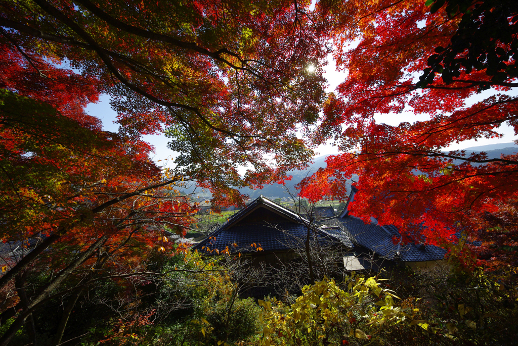 迫り来る紅葉