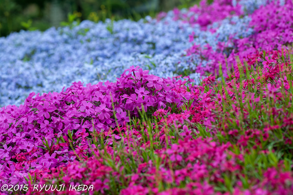 かわいいお花がかわいい