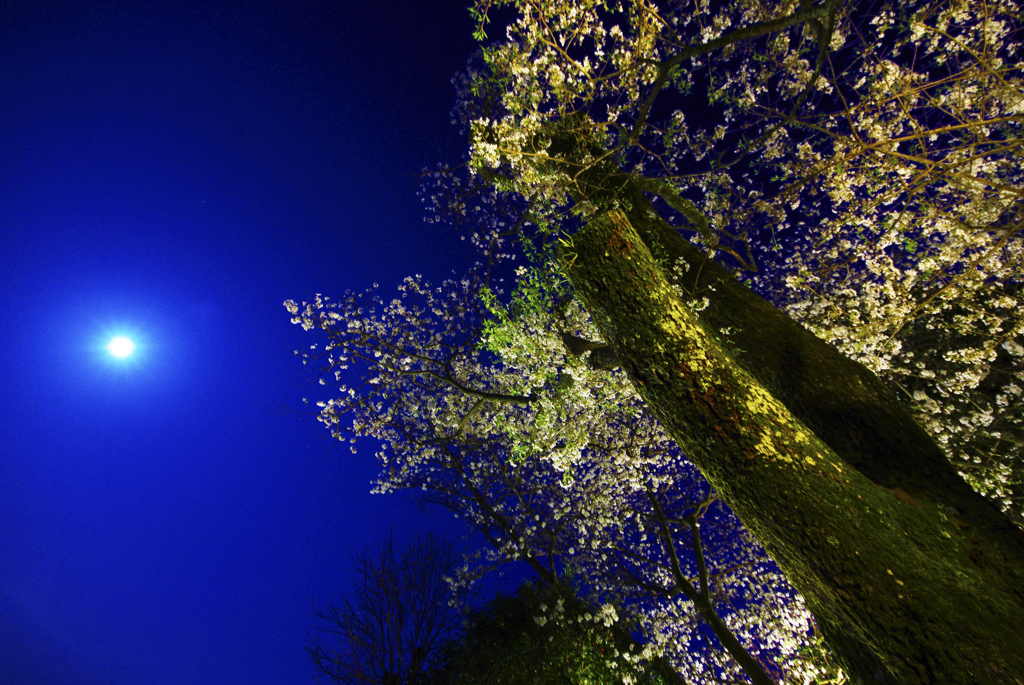 満月と明星桜
