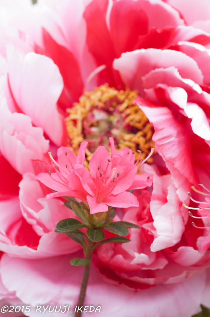 君にこの薔薇を・・・あ！つつじだ・・・。