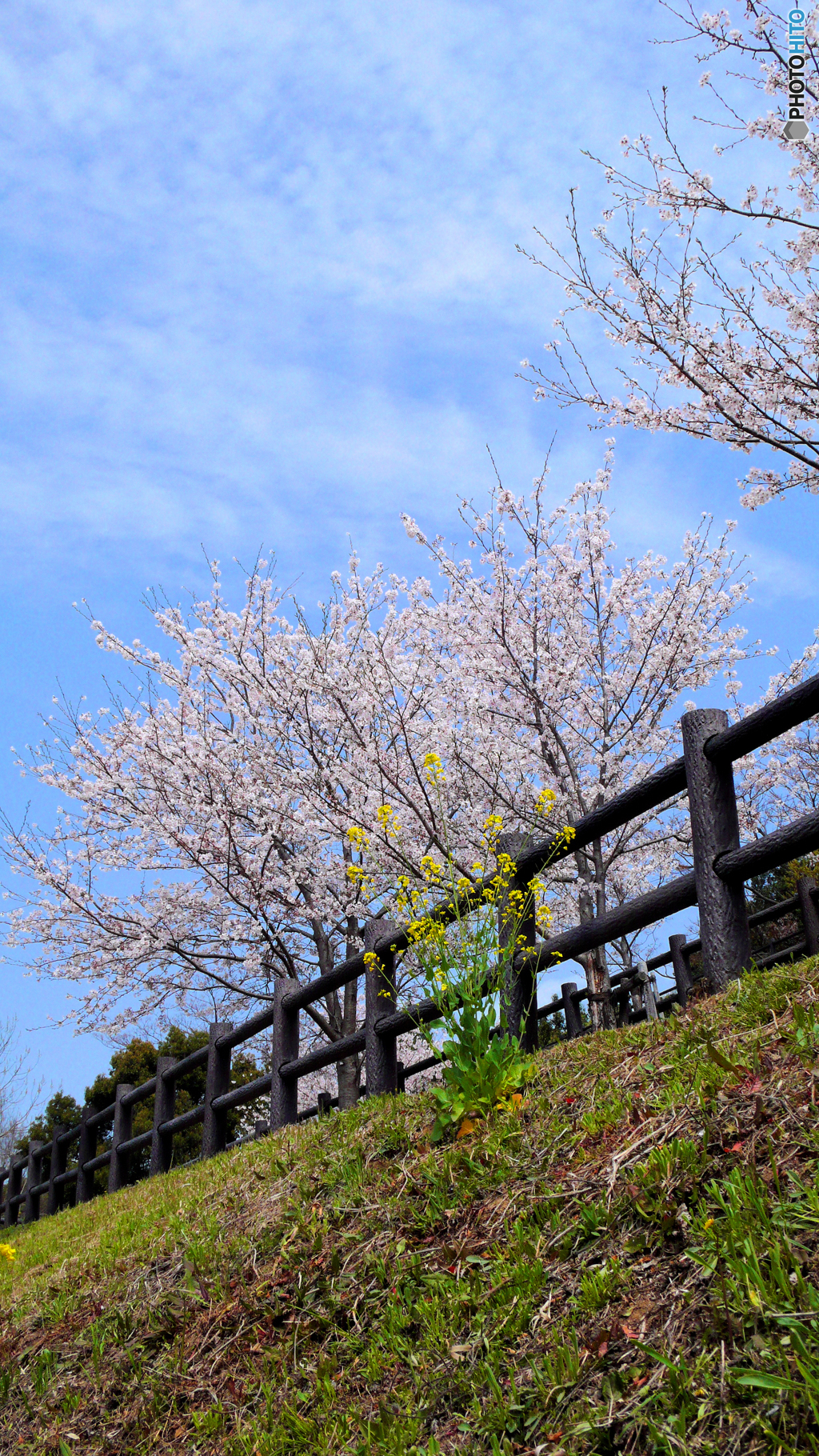 菜の花とお友達かな？