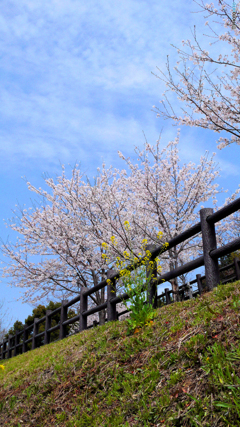 菜の花とお友達かな？