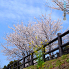 菜の花とお友達かな？