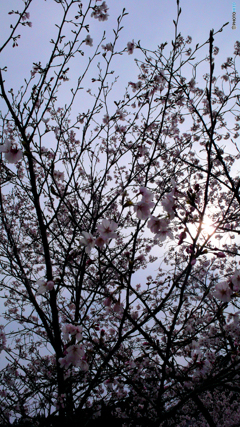 曇桜