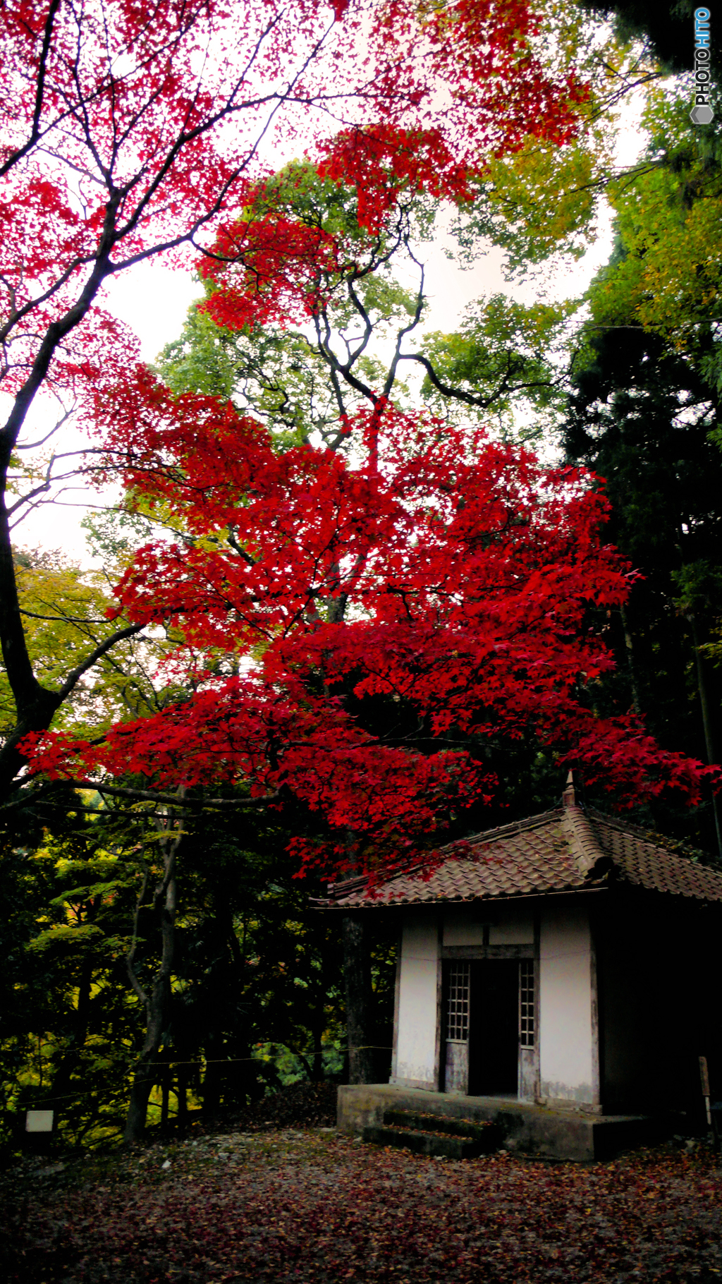 神と紅葉
