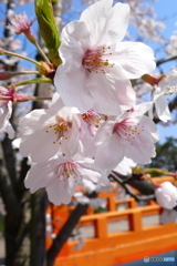 橋と一緒に♪