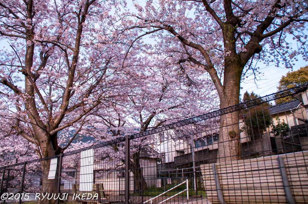 夕陽浴びる桜