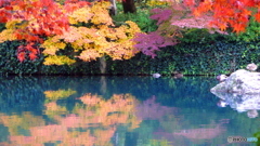亀の楽園
