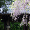 迎え桜