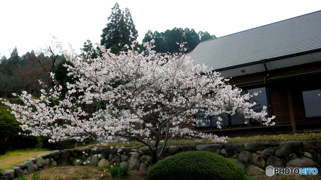 小桜