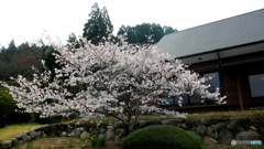 小桜
