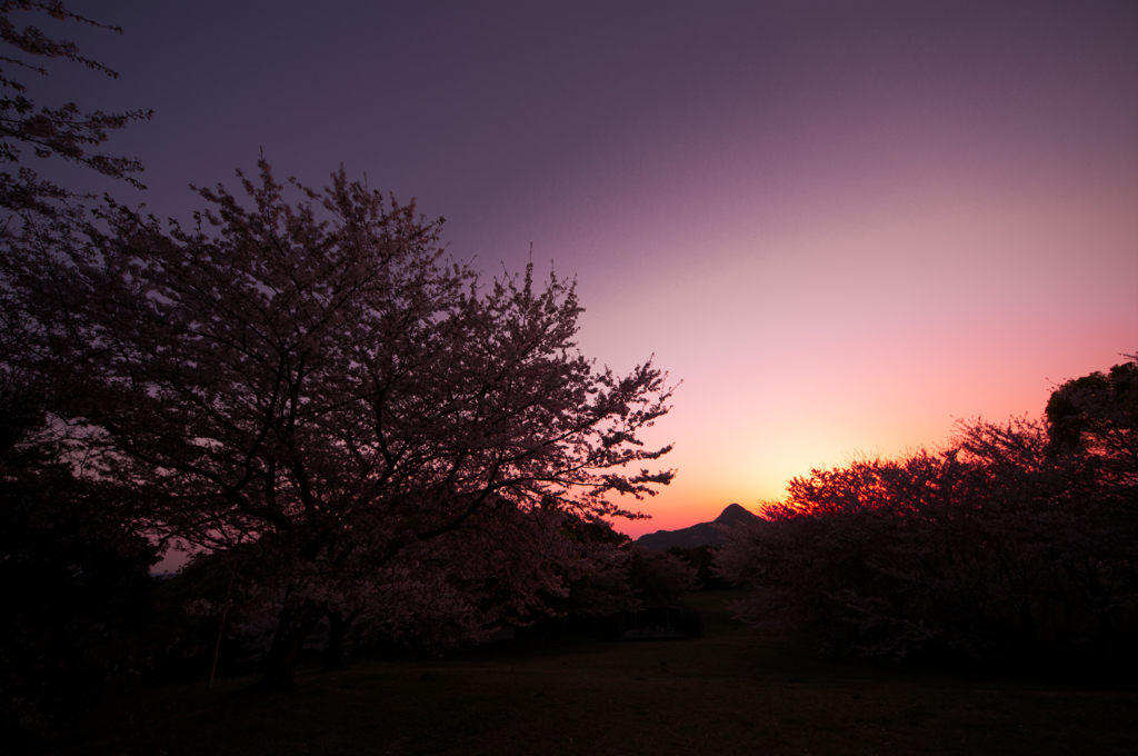 染まりゆく桜