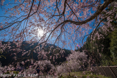 桜満開