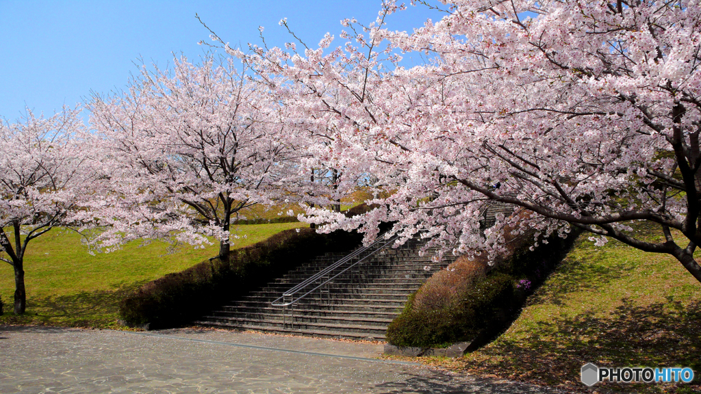桜吹雪すごそうだよね～♪