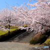 桜吹雪すごそうだよね～♪