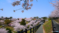 丘の上の桜も入りたいって♪