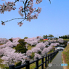 丘の上の桜も入りたいって♪