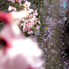 明日桜川になろうかな～♪