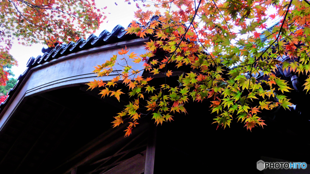 和と紅葉